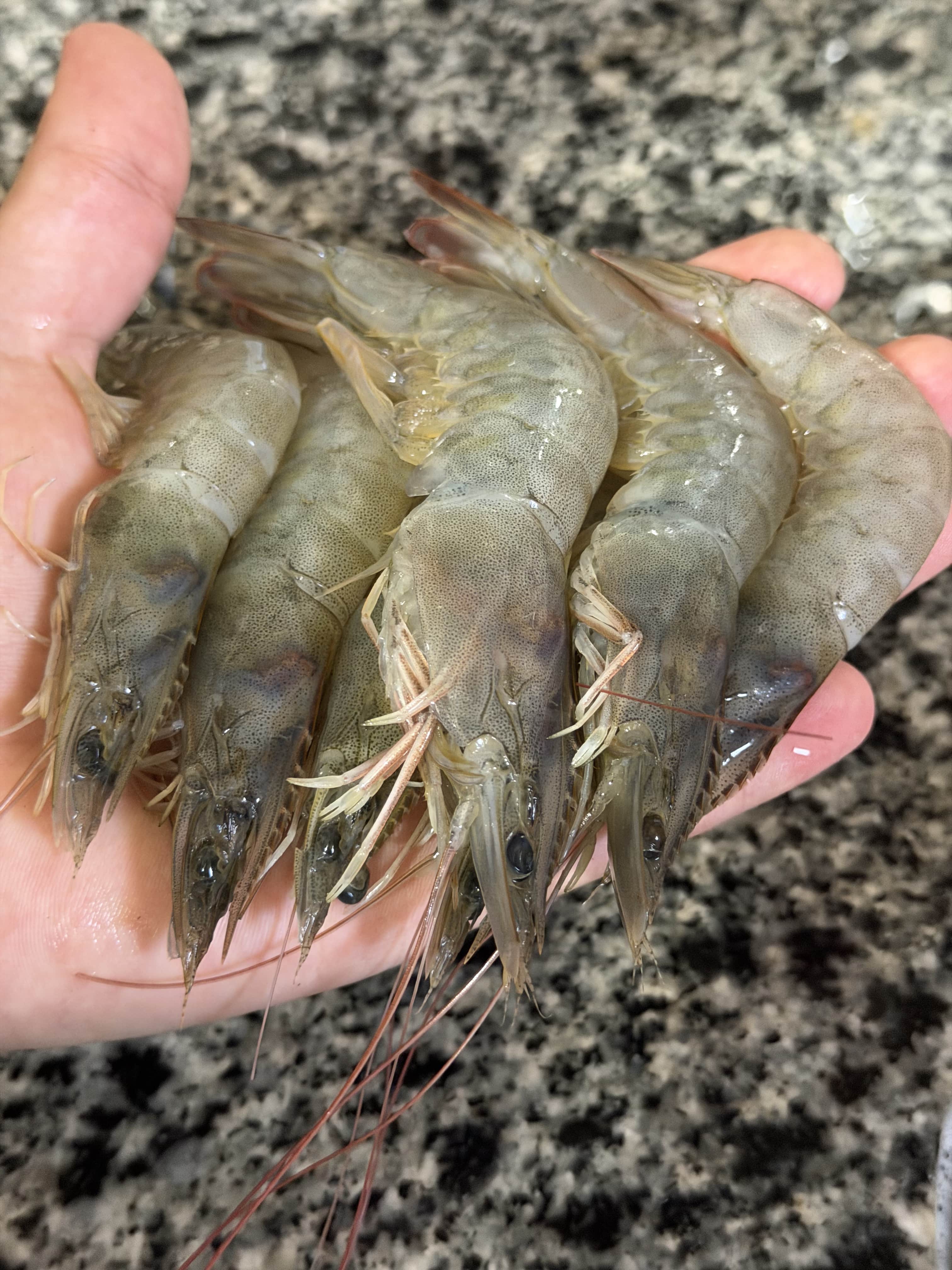 Fresh shrimp harvest at Ghalyoun